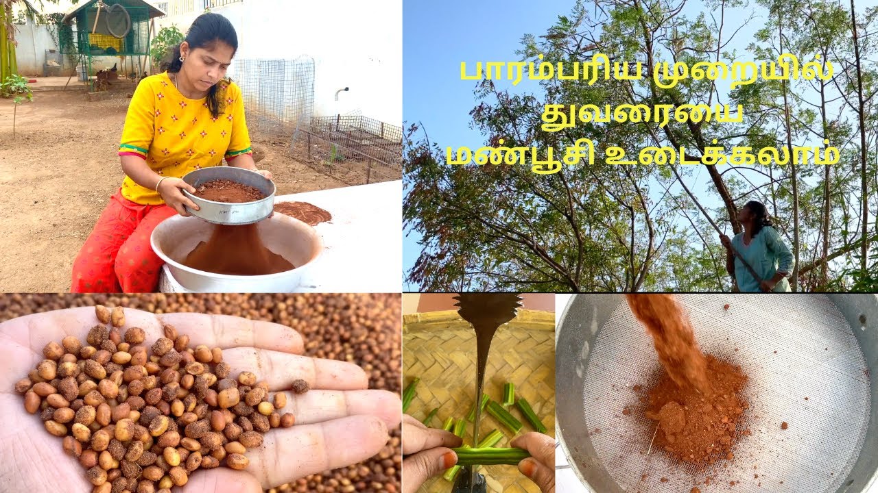 பாரம்பரிய முறையில் துவரையை மண்பூசி உடைக்கலாம் | Traditional Husking of Pigeon Peas