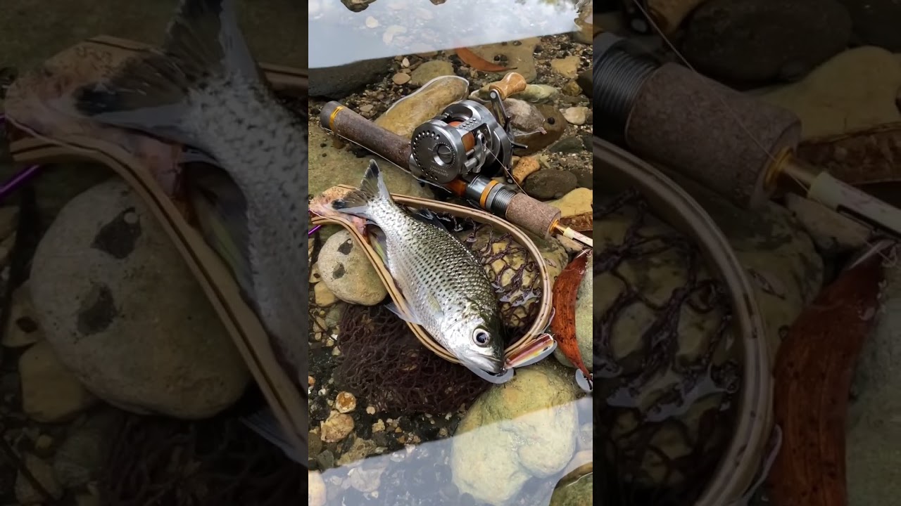CASTING JUNGLE PERCH (Kuhlia Rupestris) DI JAWA TIMUR #mancinghariini #jungleperch #shimano #fishing