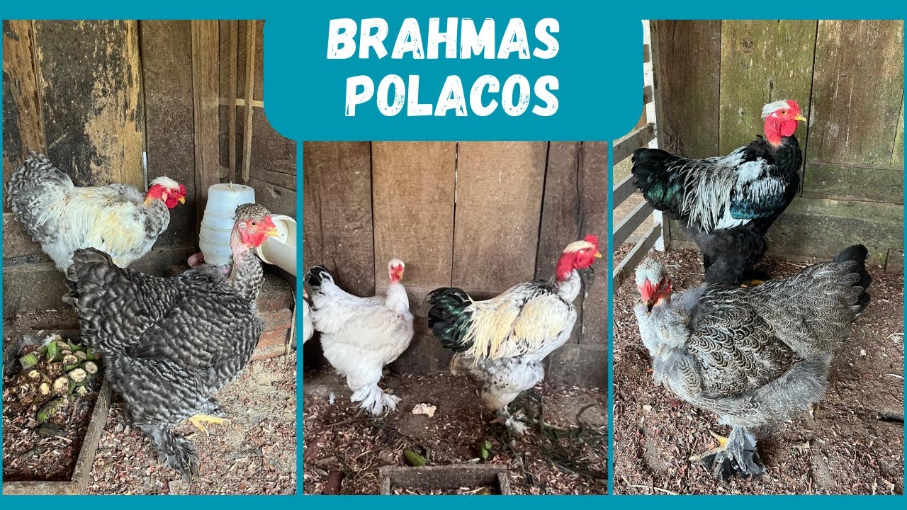 Mudanças nas baias de Brahmas Polacos | Coração Campeiro