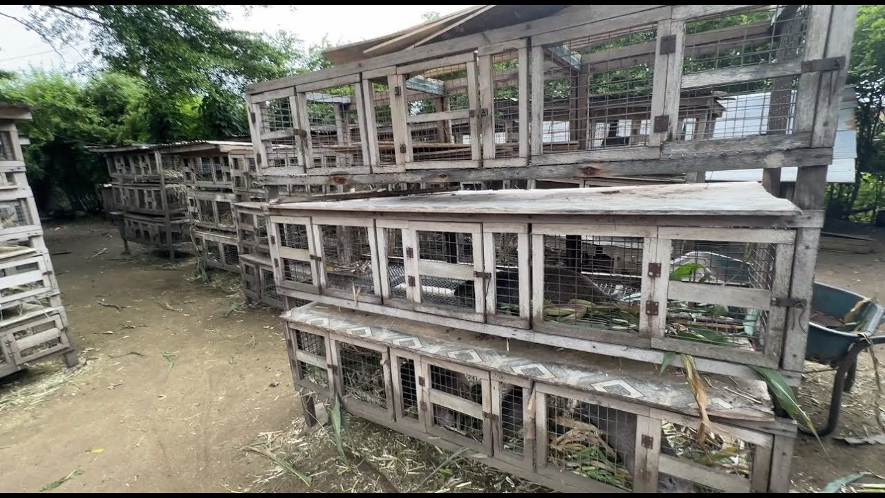 How to Set-up a Cage for Grasscutter Rearing #food #africa #cage #farming #money #health#agriculture