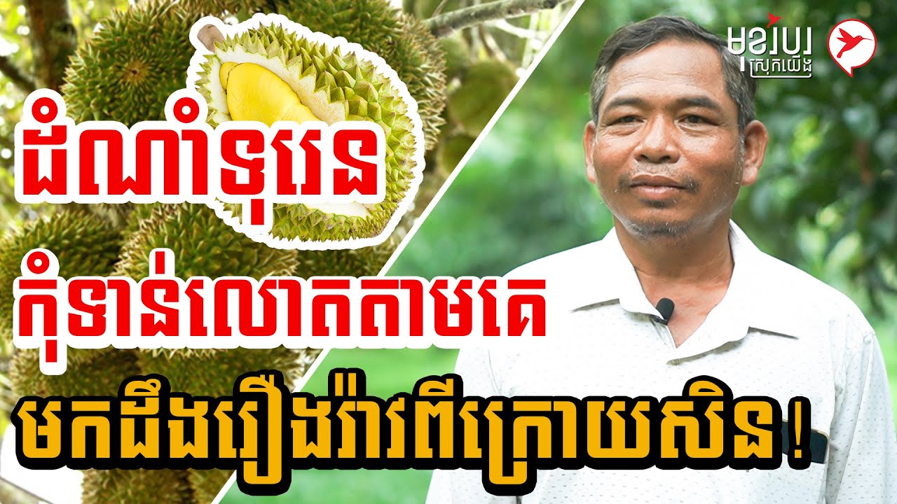 ដាំទុរេនចំណូលគ្រាក់ៗ កុំទាន់លោតតាមគេ មកដឹងរឿងរ៉ាវពីក្រោយសិន!