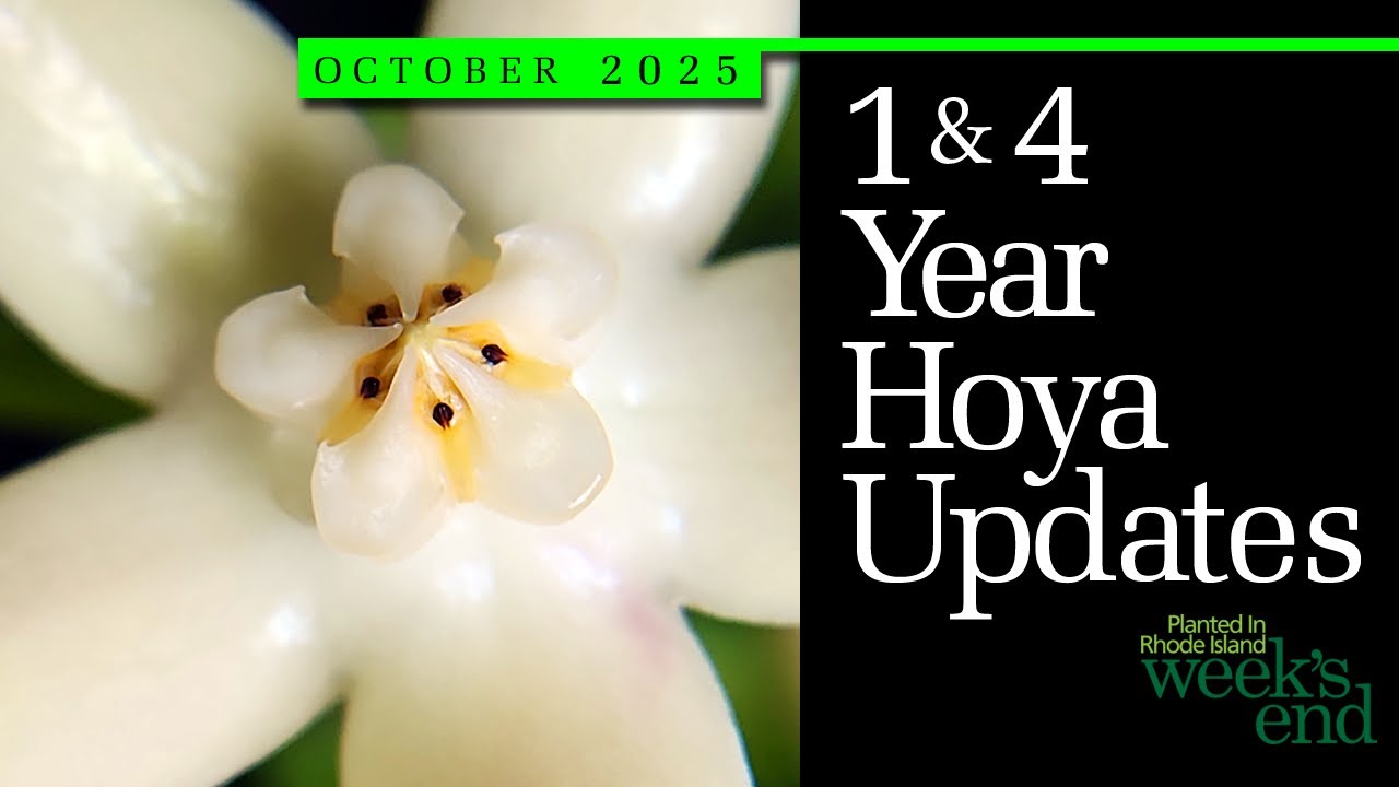 ОБНОВЛЕНИЯ ХОЙИ НА 1 И 4 ГОДА | Hoya amicabilis, Hoya finlaysonii, Hoya multiflora, Hoya mamasa и...