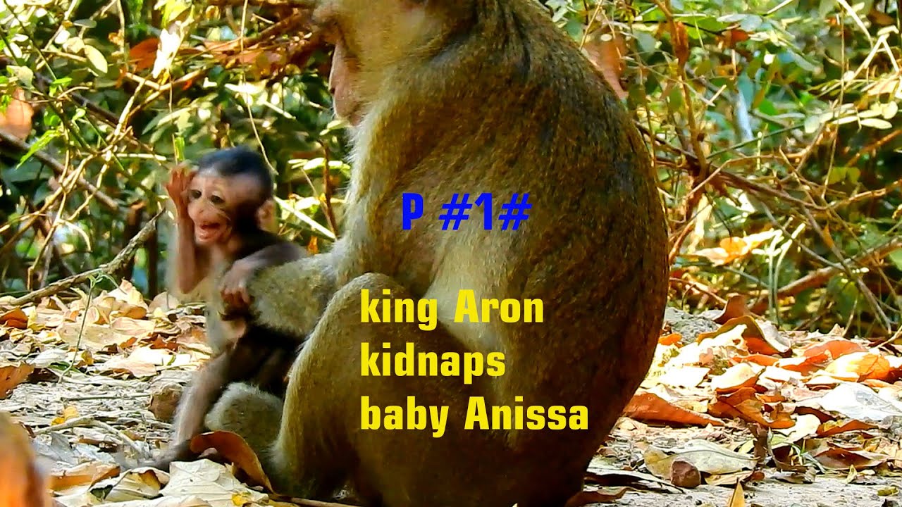 P #1# Surprisingly & never seen before male monkey king Aron k.id,na.p baby Anissa as female monkeys