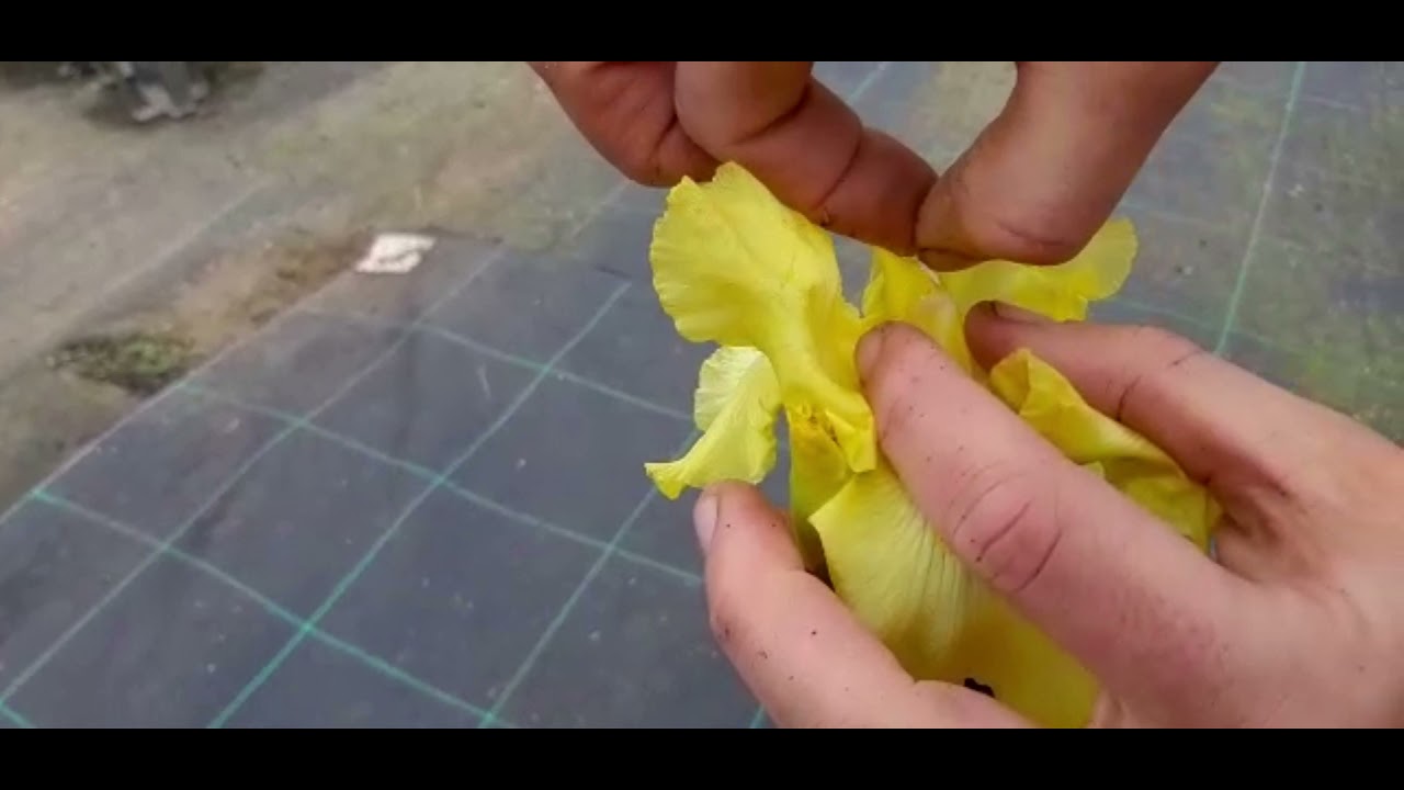איך להאביק איריס גרמני