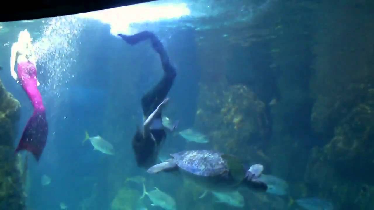 Mystic Mermaids - Denver Aquarium