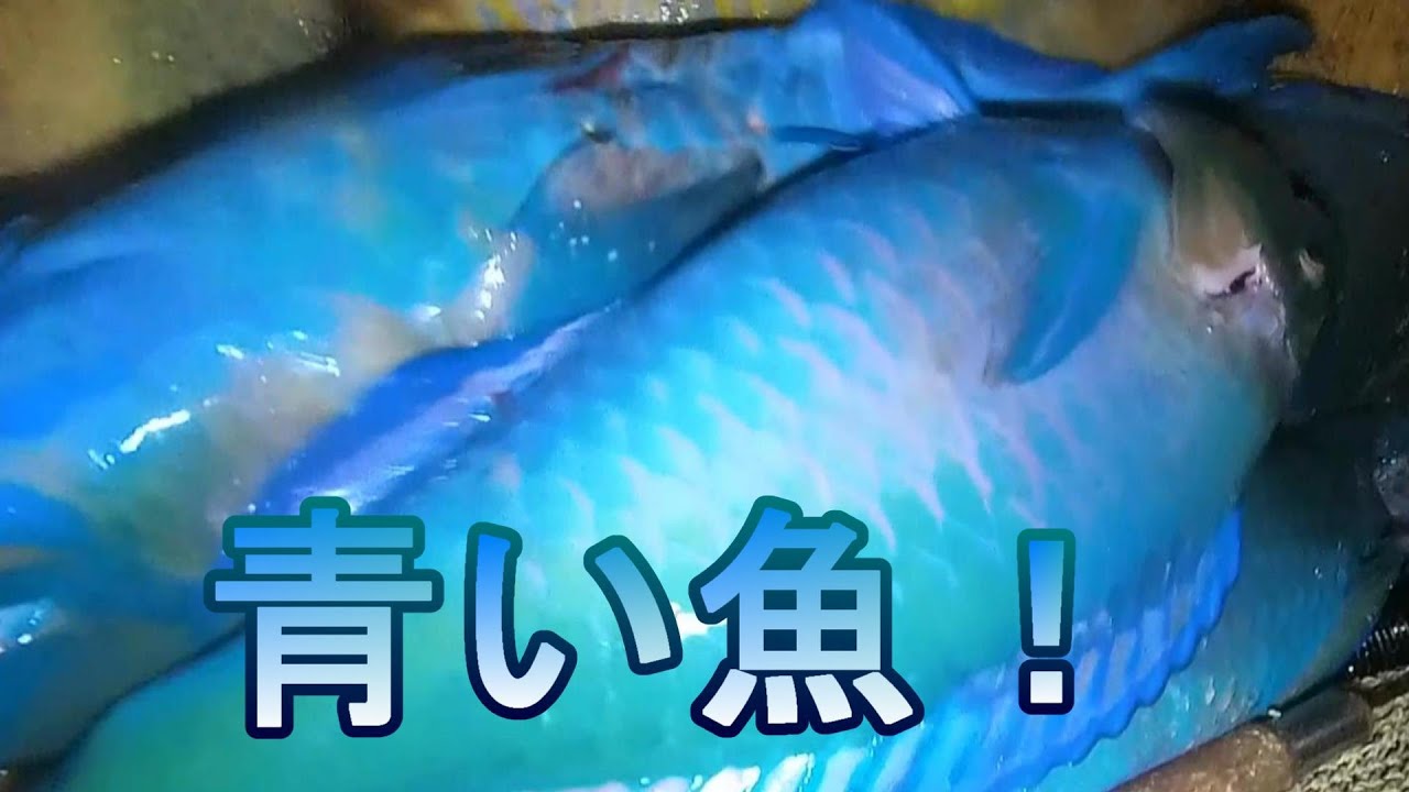 ㊻青い魚！！総量10キロ！