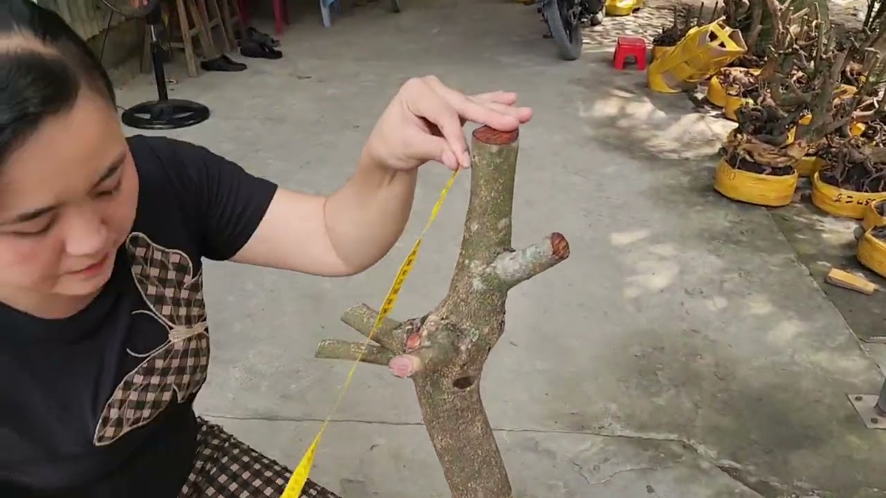 6/3 chị Giang 0387081330 phôi mai giảo bonsai đế thú quái giá rẻ