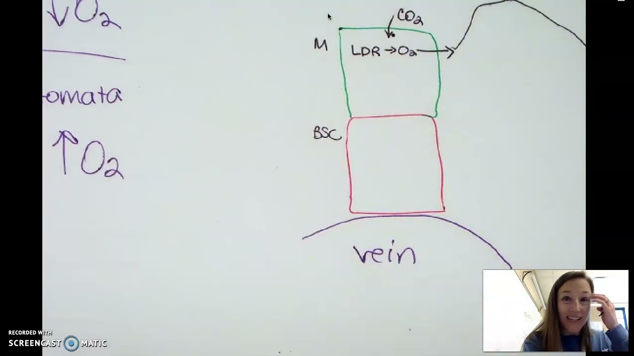 C4 plants