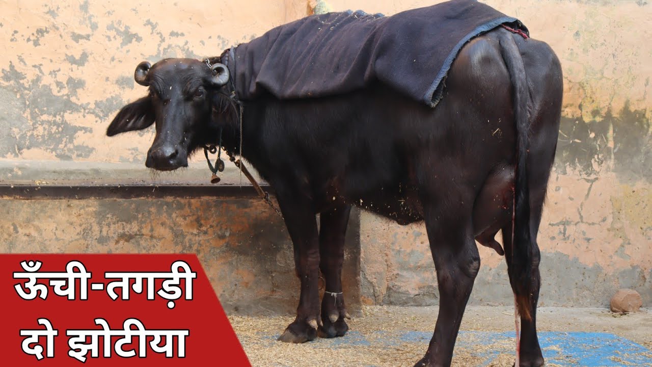 मजबूरी में ऊँची तगड़ी दो झोटियाँ, एक बिक्री के लिए उपलब्ध || Sanju Chhudani (7015964890)