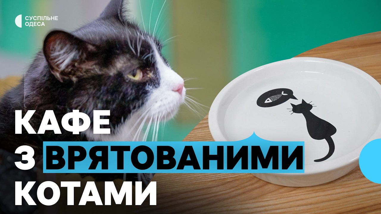 «Любов до тварин»: в Одесі відкрили кафе з врятованими котами