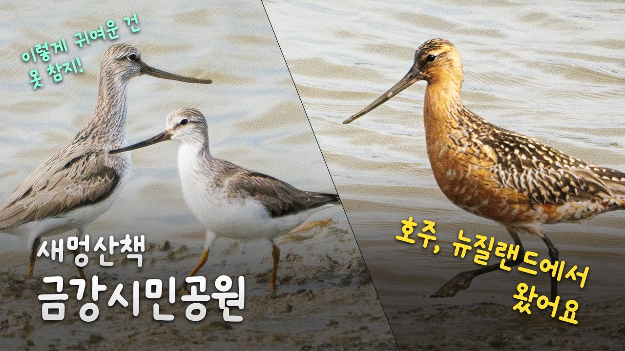 금강시민공원 이렇게 귀여운 도요가 14,000Km를 날아왔다 #birdswatching #wildlife #wildphotography #산책 #탐조 #군산 #금강하구