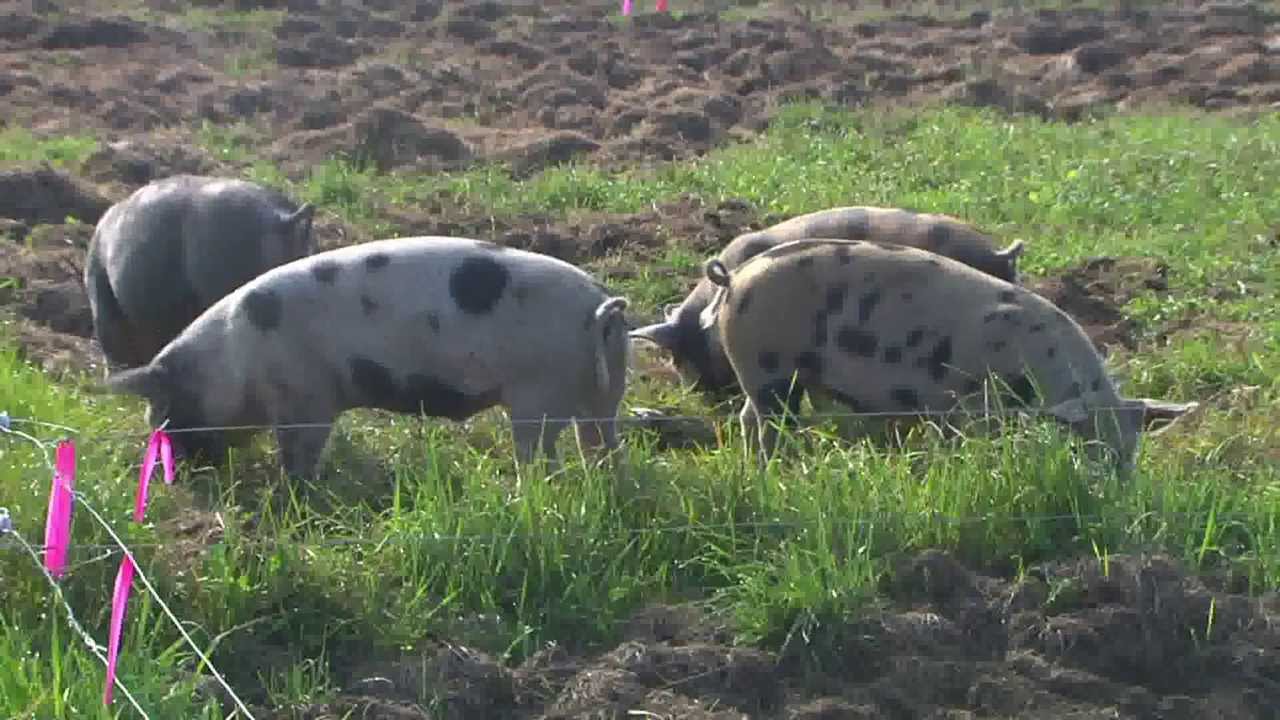 9/26/13 Raising a Better Pig: Pork Education on Vermont Farms - UVM Extension's Across The Fence