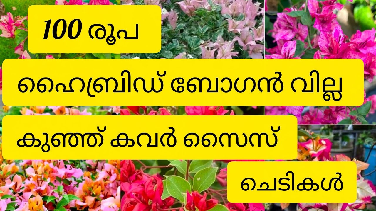 100 രൂപ ഹൈബ്രിഡ് ബോഗൻ വില്ല കുഞ്ഞ് കവർ സൈസ് ചെടികൾ 