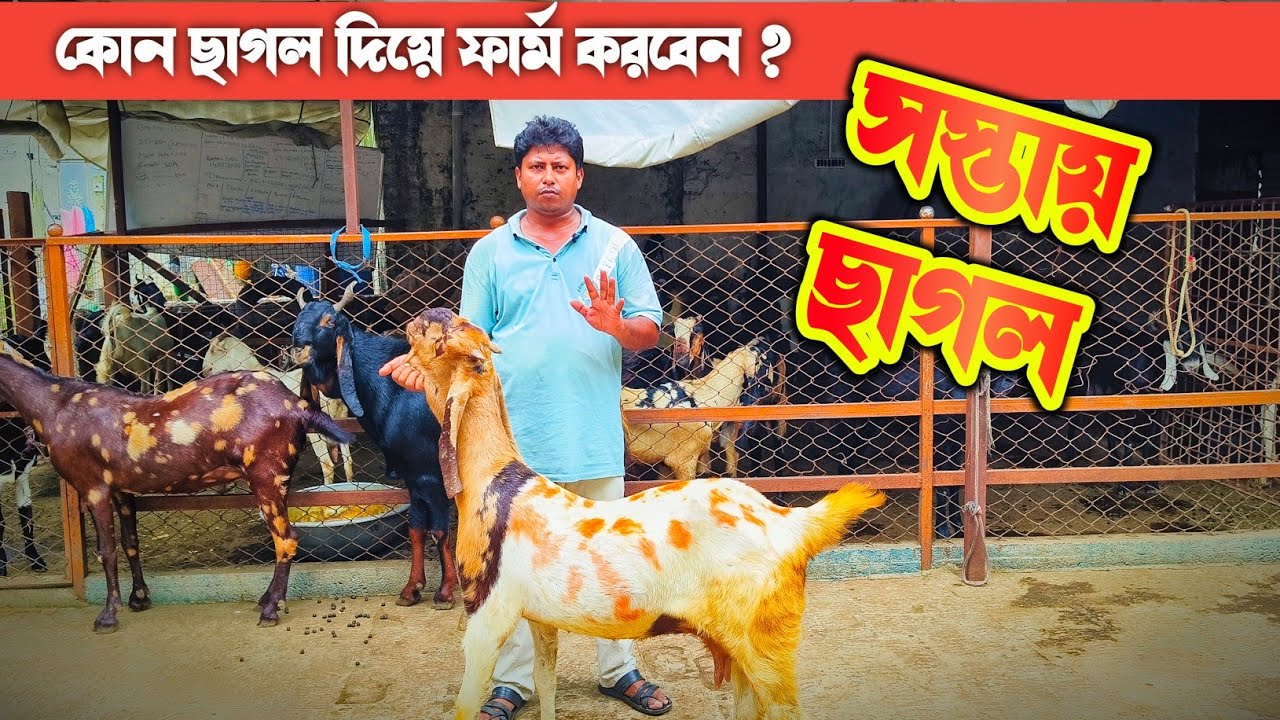 ছাগল ফার্ম কোন ছাগল দিয়ে করলে লাভবান হবেন ? 