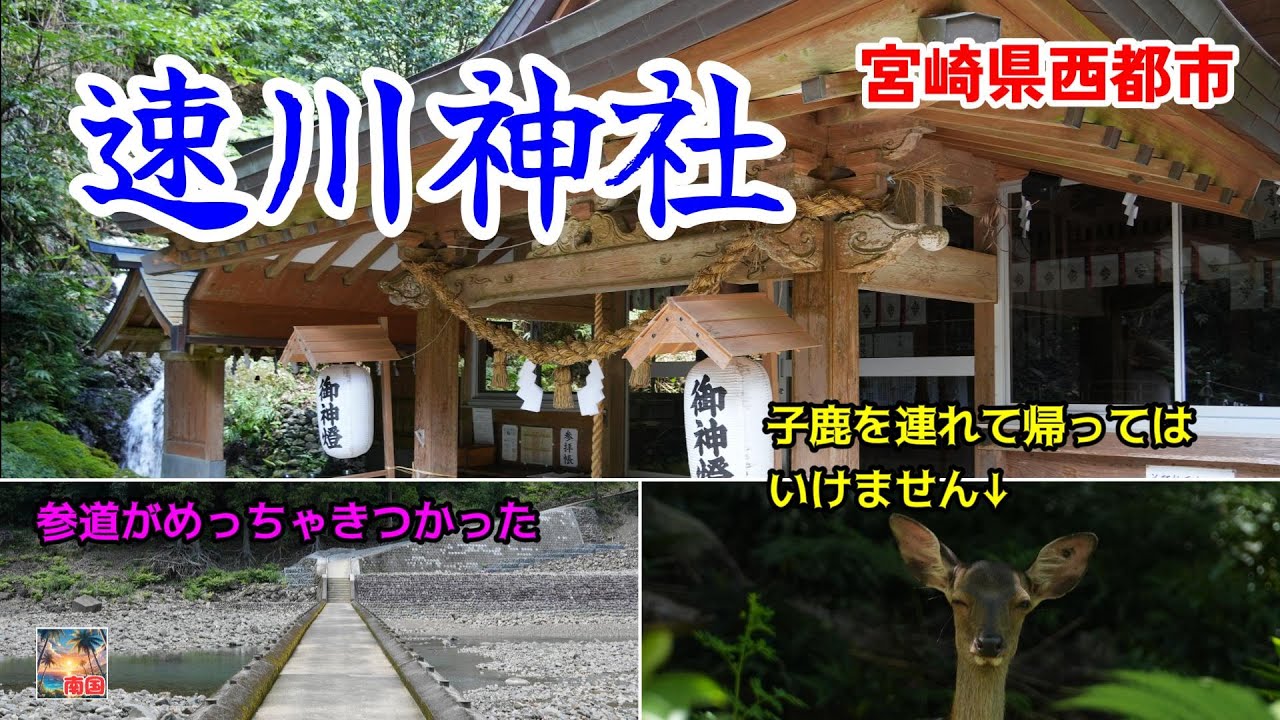 【宮崎観光】速川神社　参道に子鹿がいたよ　宮崎県西都市　散歩　パワースポット #滝  #野生のシカ