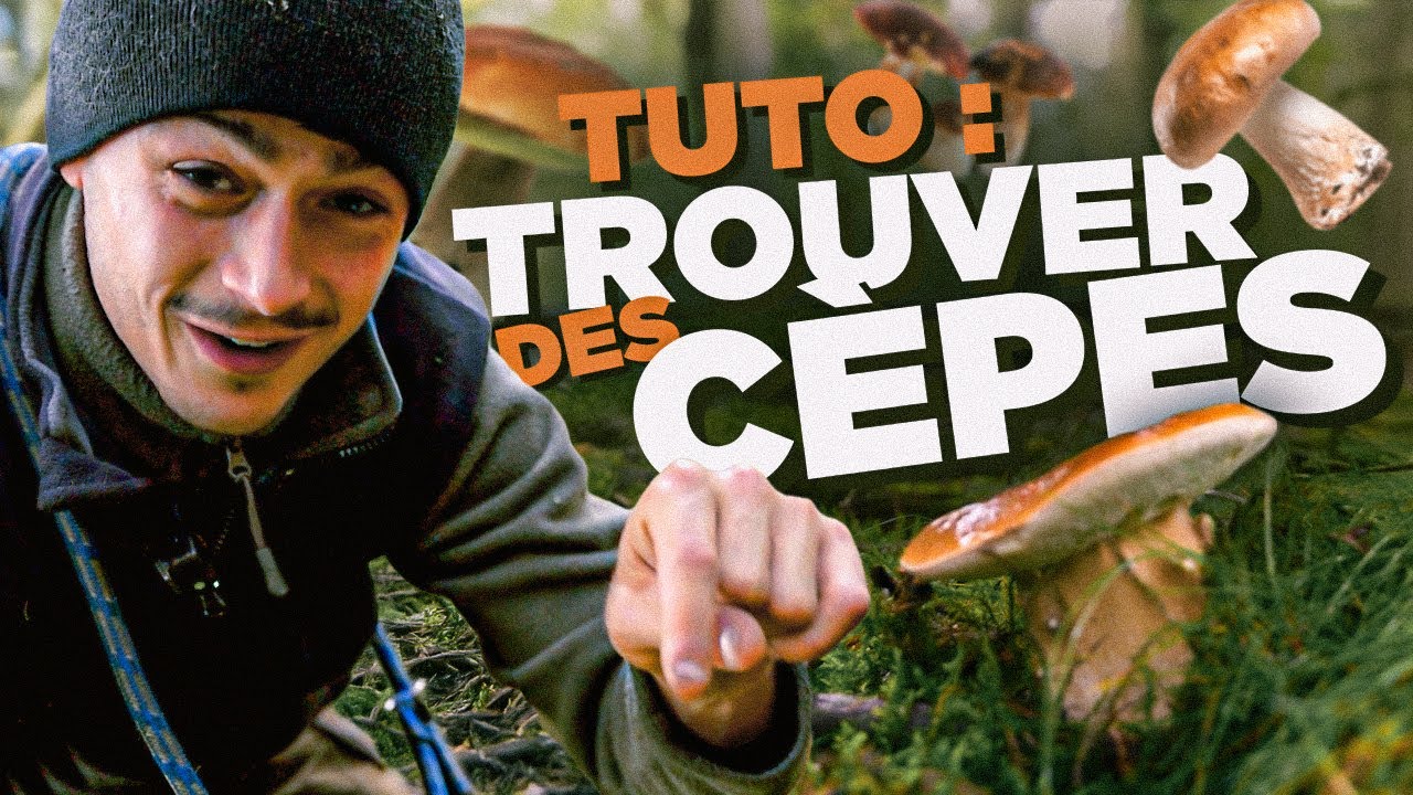 COMMENT TROUVER DES CÈPES EN FORÊT