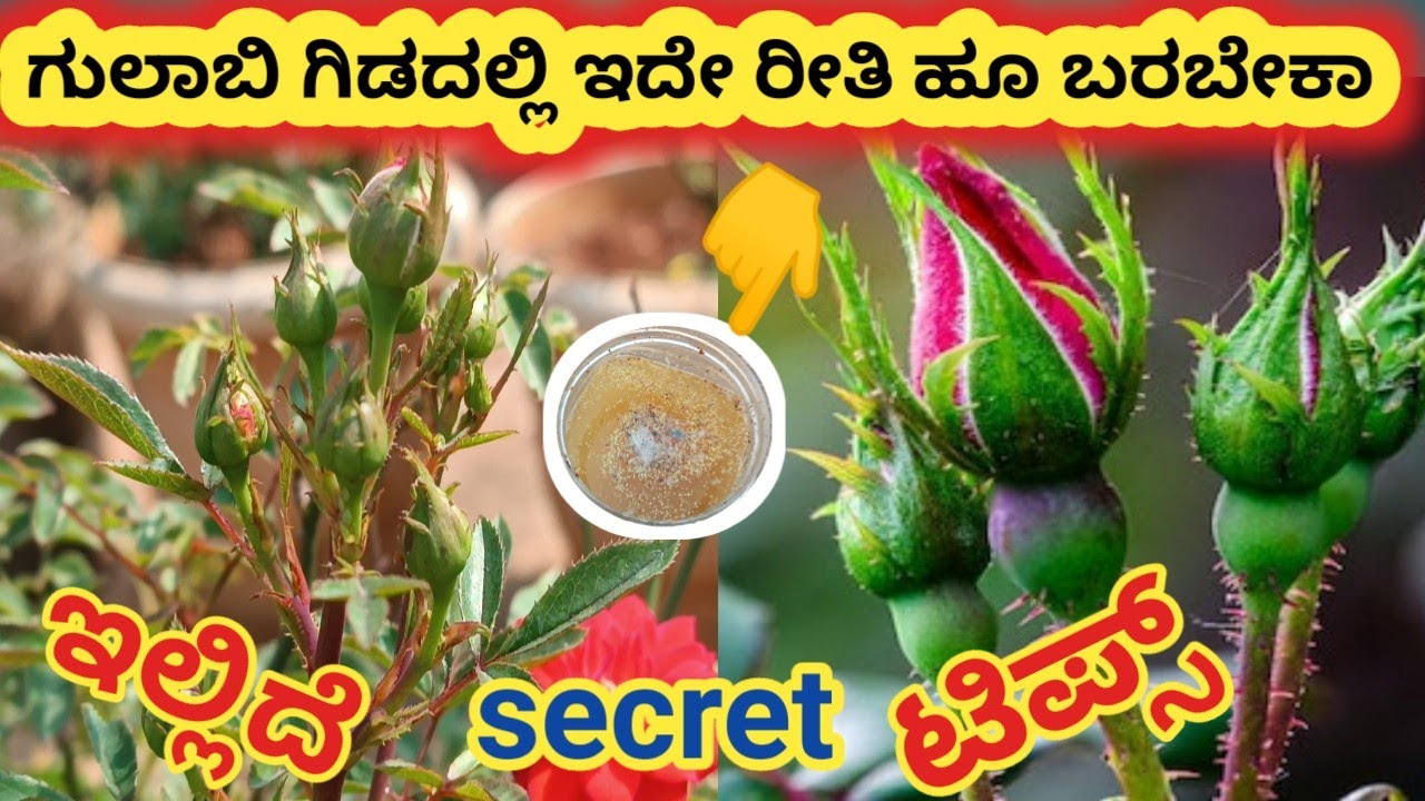 Rose plant growing tips and fertilizer\ಗುಲಾಬಿ ಗಿಡದಲ್ಲಿ ಇದೇ ರೀತಿ ಹೂ ಬರಬೇಕಾ? ಇಲ್ಲಿದೆ secret tios\