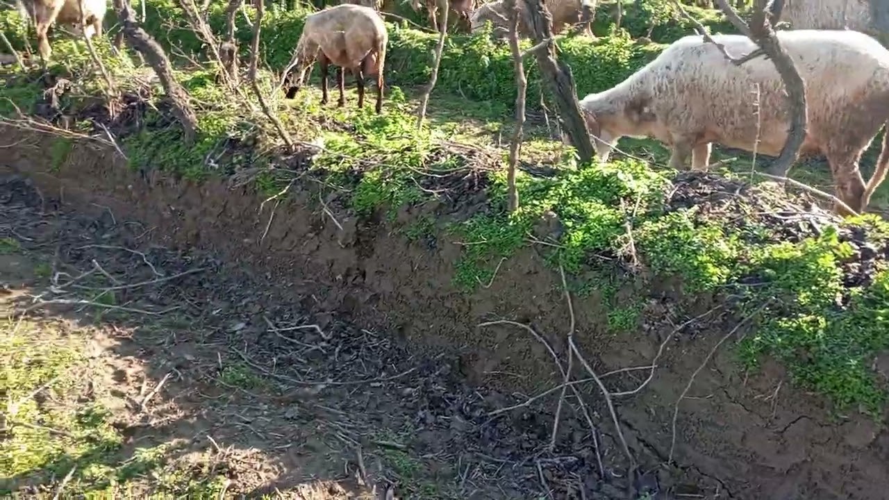 BURALARDA ÇOK TAVŞAN VAR. PANZER Bİ YAKALASA KENDİSİNE ZİYAFET ÇEKSE. ŞU TAVŞANLARI VURMAYIN.
