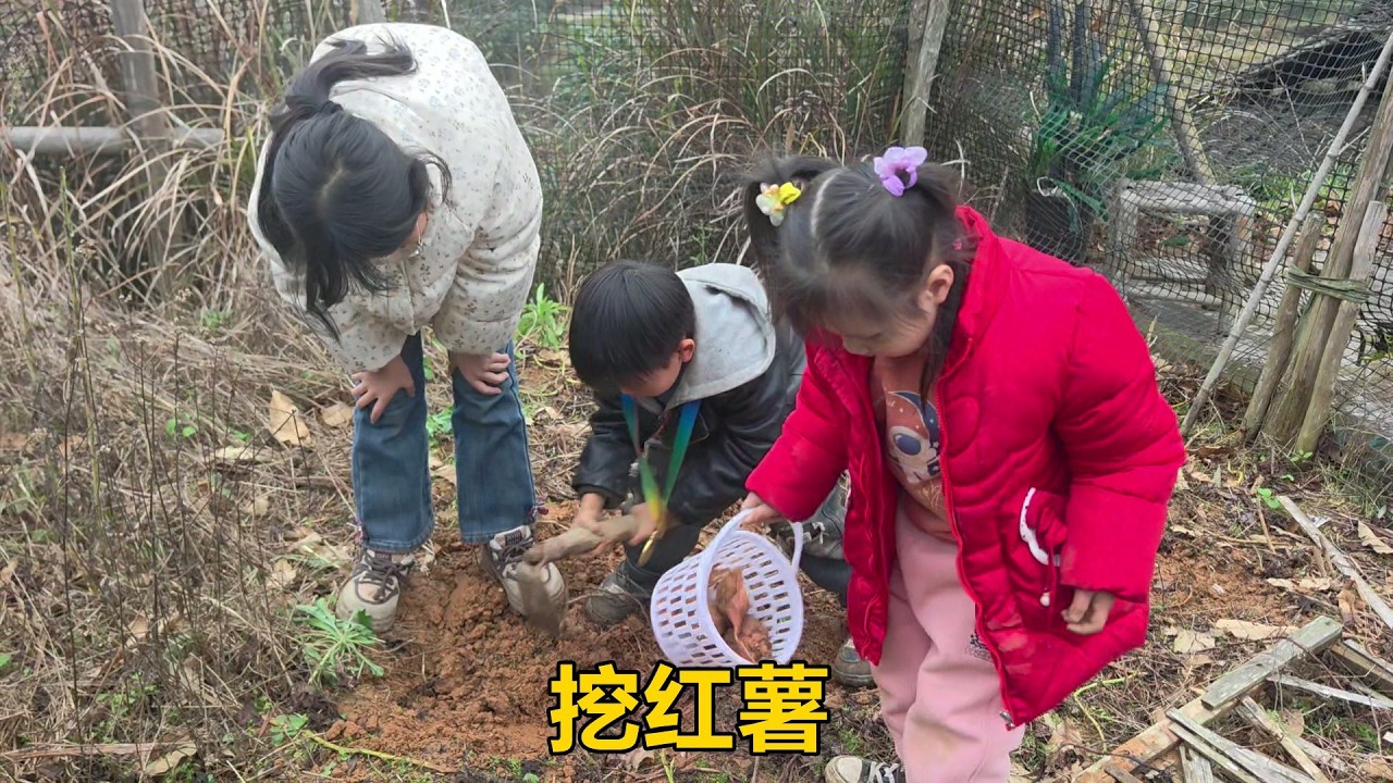 肉吃膩了挖地瓜吃，親朋好友來拜年，又是滿滿兩桌人，真熱鬧【農人家三嫂】