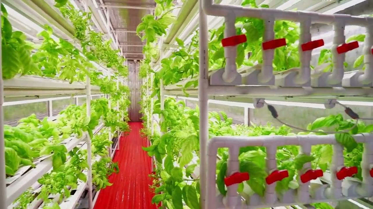 Container type hydroponic vegetable growing system