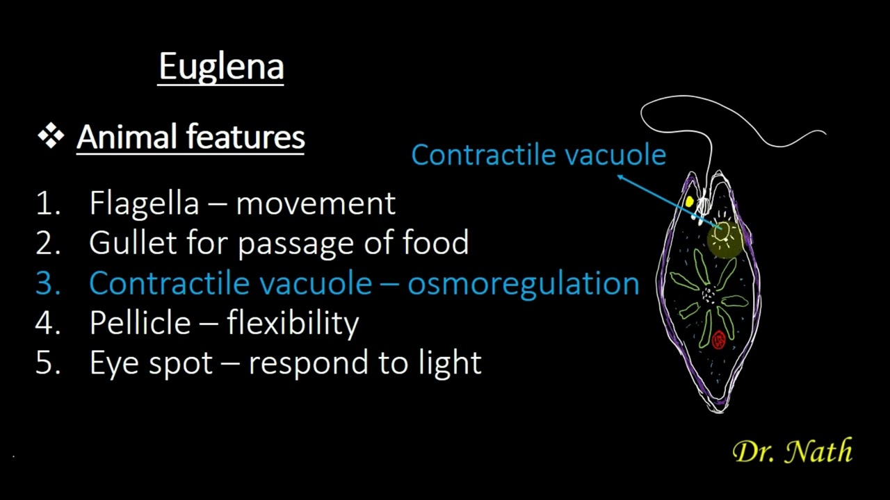 Structure and Function of Euglena