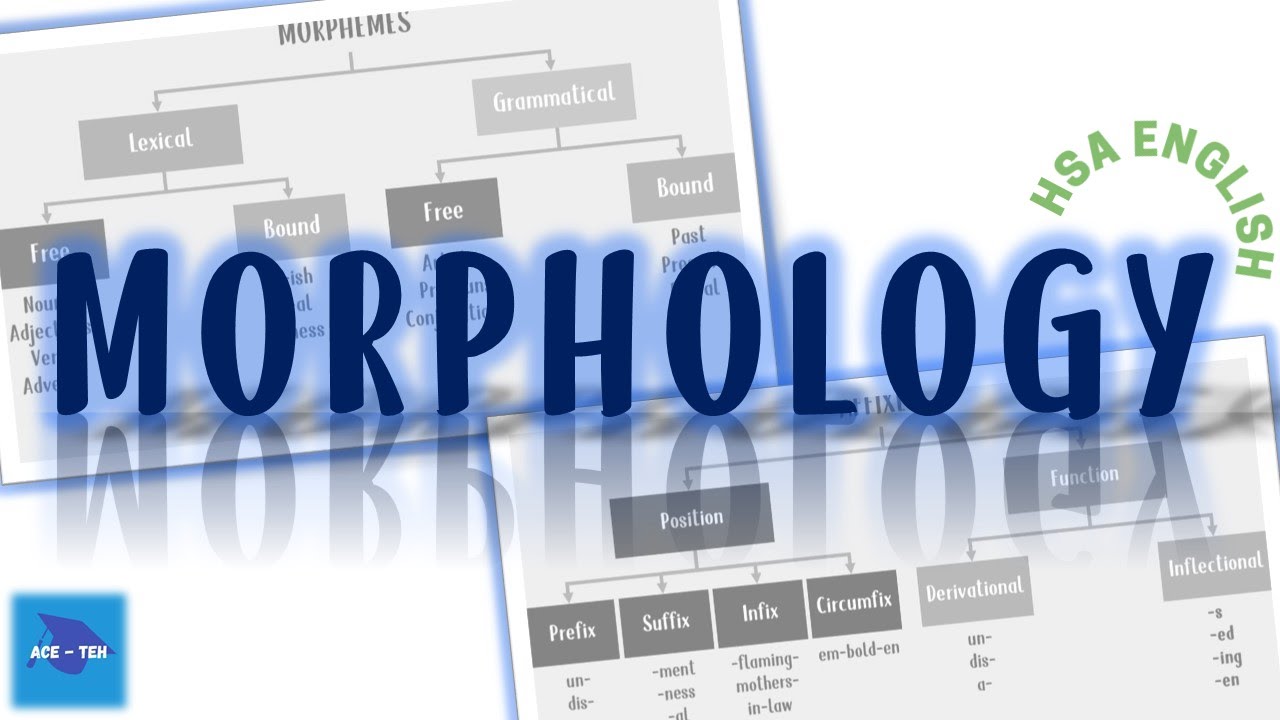 Morphology | English Language | HSA English Examination
