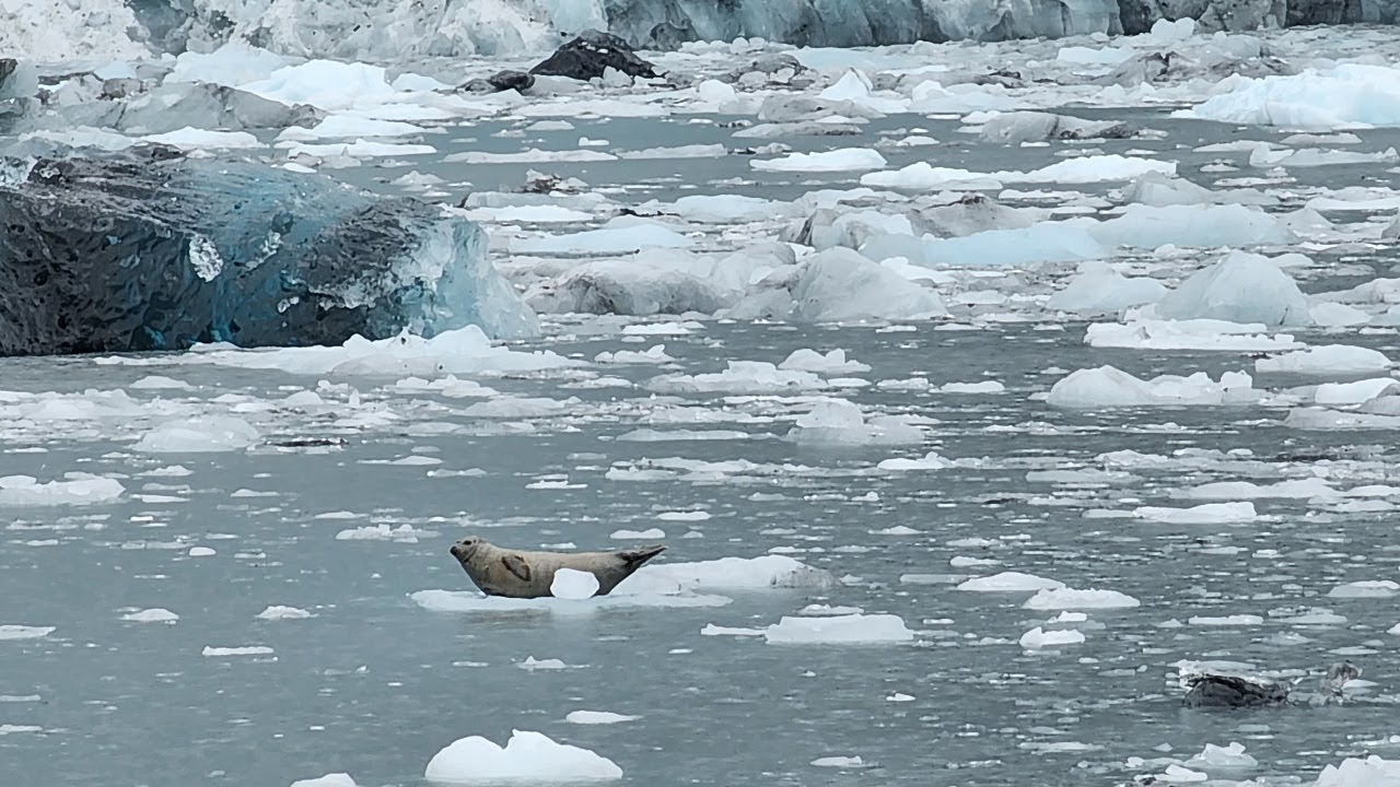 Alaska 2023 Scene 21 - Wildlife Sightings from Cruise Ship