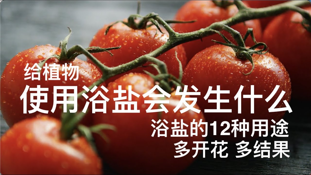给植物使用浴盐会发生什么｜浴盐的12种用途：多开花｜多结果