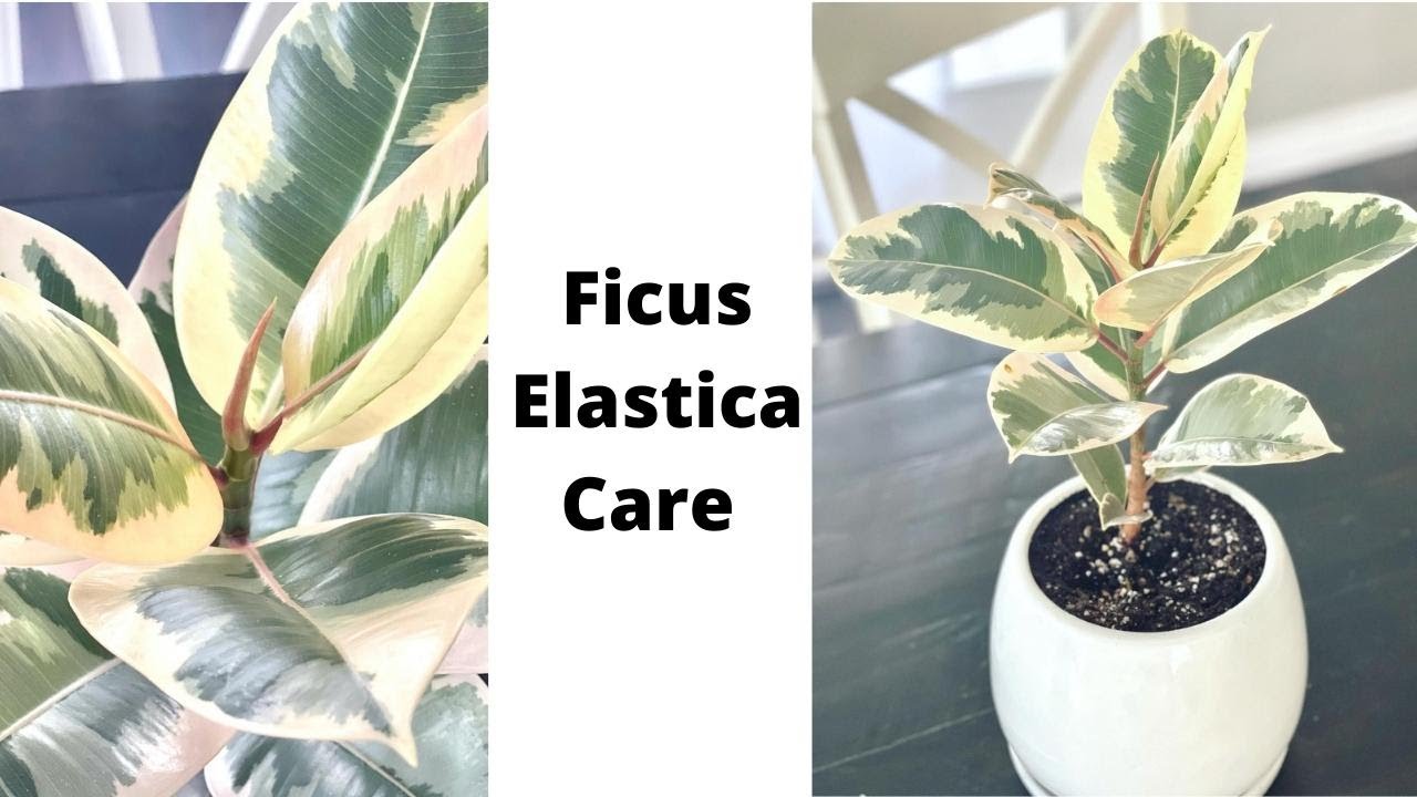 Ficus Elastica Tineke Care and Repotting