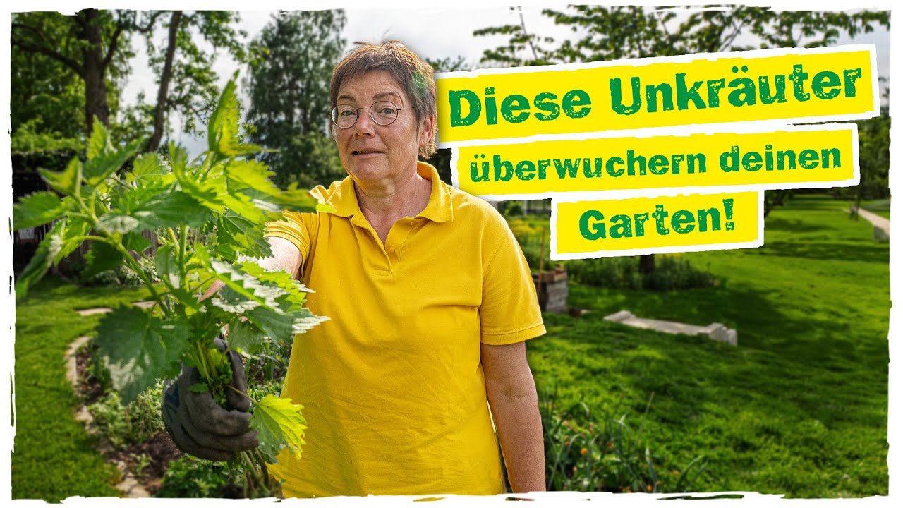 UNKRAUT: Diese Top 5 Unkr&auml;uter solltest du unbedingt kennen! 🌿