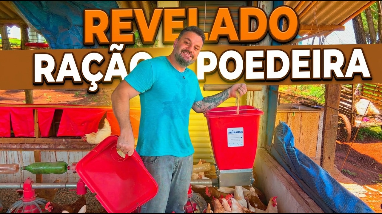 RAÇÃO de POSTURA para 98% de PRODUÇÃO de OVOS CAIPIRAS