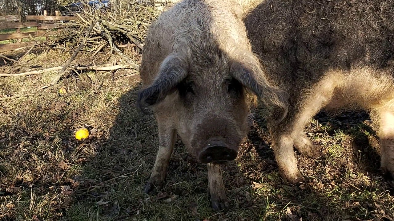 MANGALICA WĘGIERSKA ŚWINIA