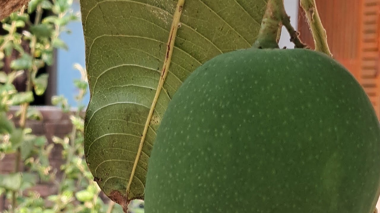 ঝড় এলো এলো ঝড় আমপড় আমপড়...🥭