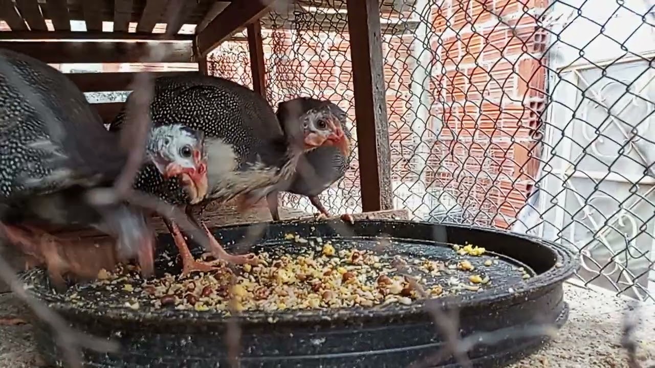 meu PIS criatório de meus Patos