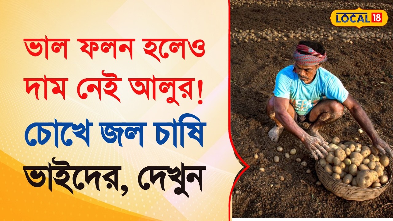Bangla News | ভাল ফলন হলেও দাম নেই আলুর! চোখে জল চাষি ভাইদের, দেখুন | Potato Farming | #local18