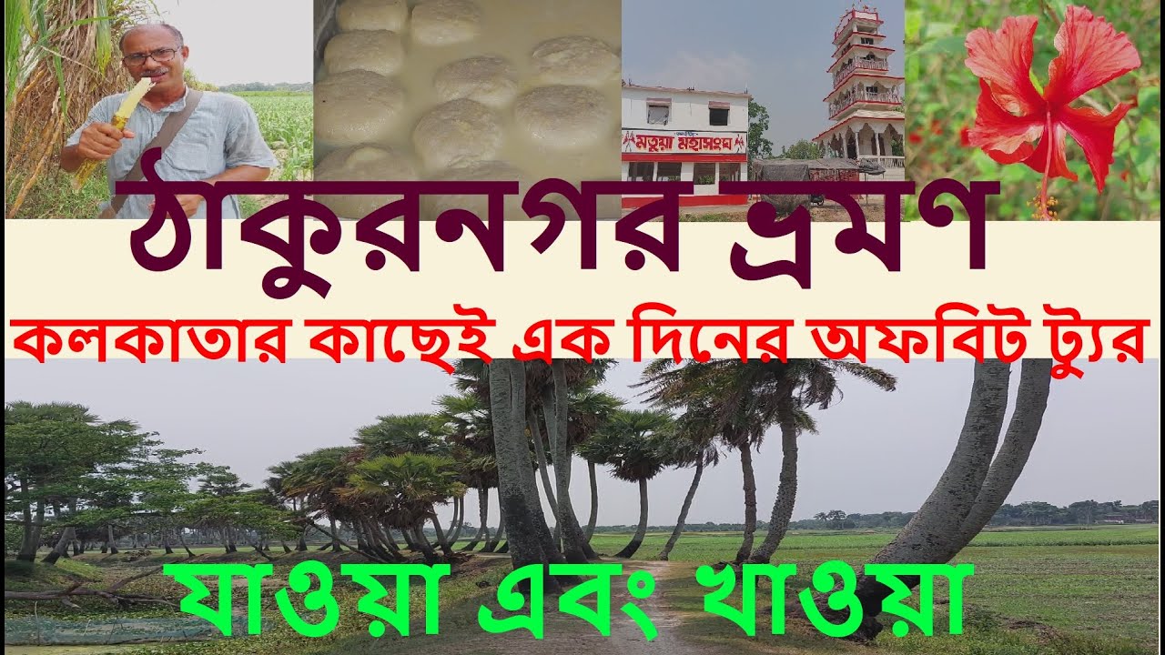 ঠাকুরনগর ভ্রমণ।। ফুলের ক্ষেত, তালসারি, ঠাকুরবাড়ি, দারুণ মিষ্টি। যাওয়া এবং খাওয়া।। Jaoa Ebong Khaoa