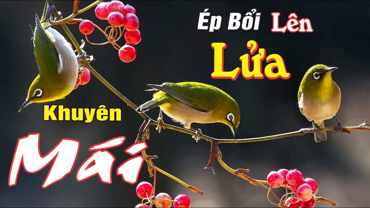 Tiếng Khuyên Mái Tự Nhiên Kích Líu Rất Tốt - Thúc Bổi Nhanh Căng Lửa