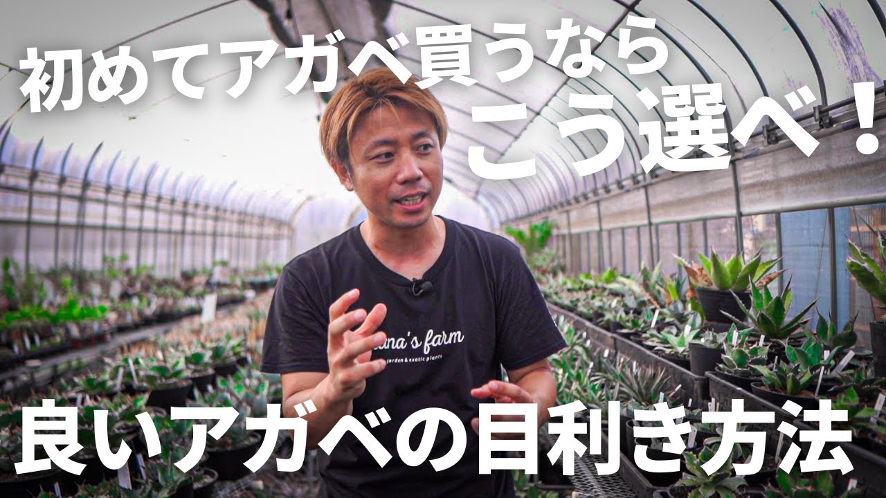 【初めてアガベ買いに行く人必見！】良いアガベの目利きを教えます！！
