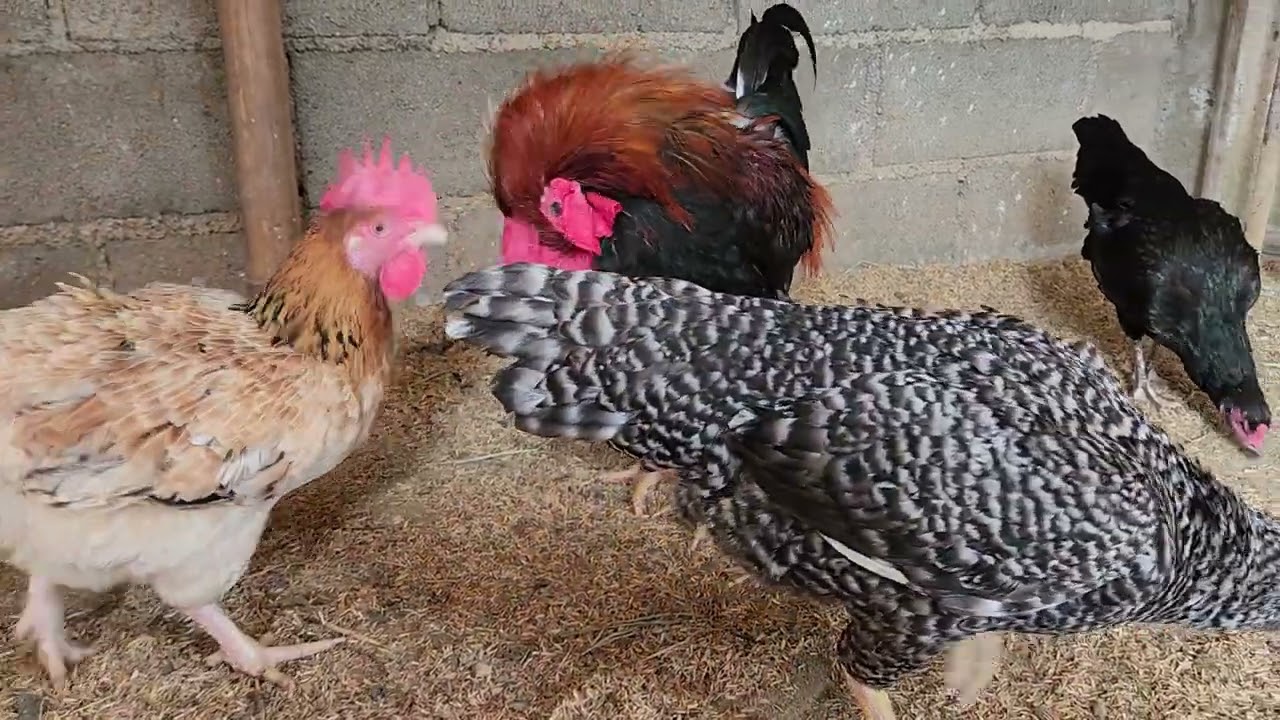 : “Chicken vs Dog – Funny Backyard Moment 🐔😂 #Shorts”