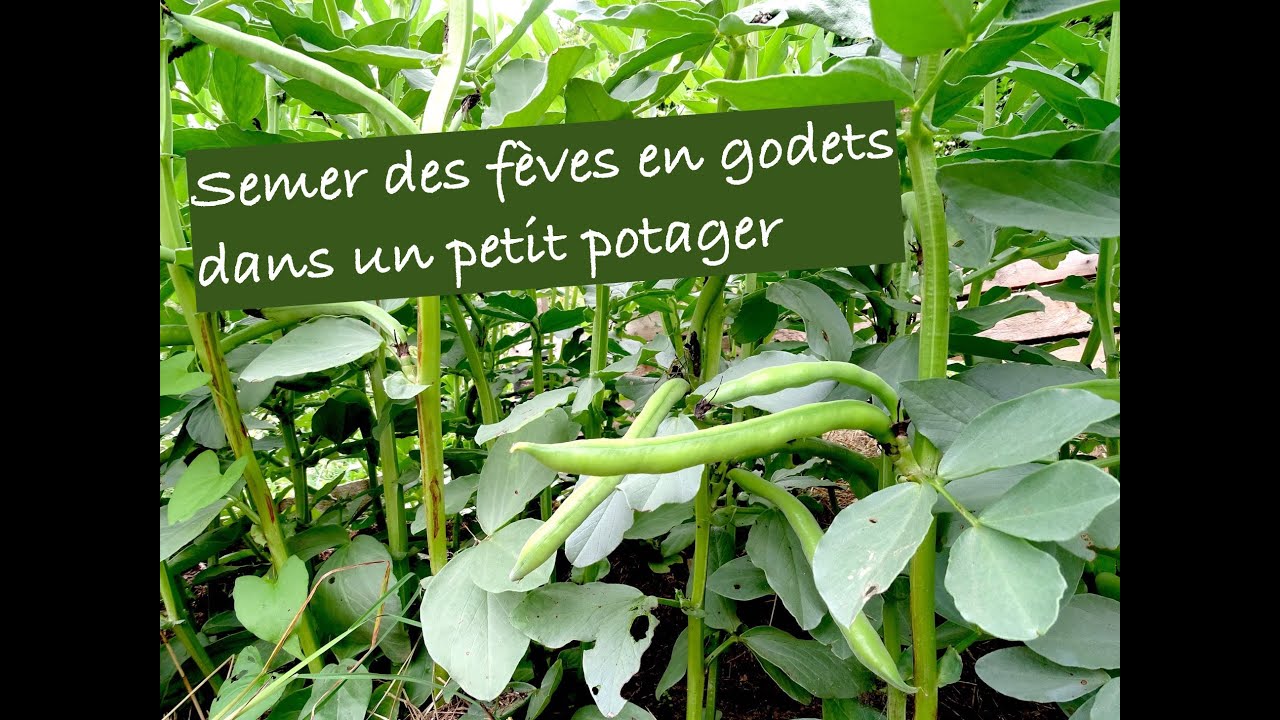 Semer des f&egrave;ves en godet dans un petit potager