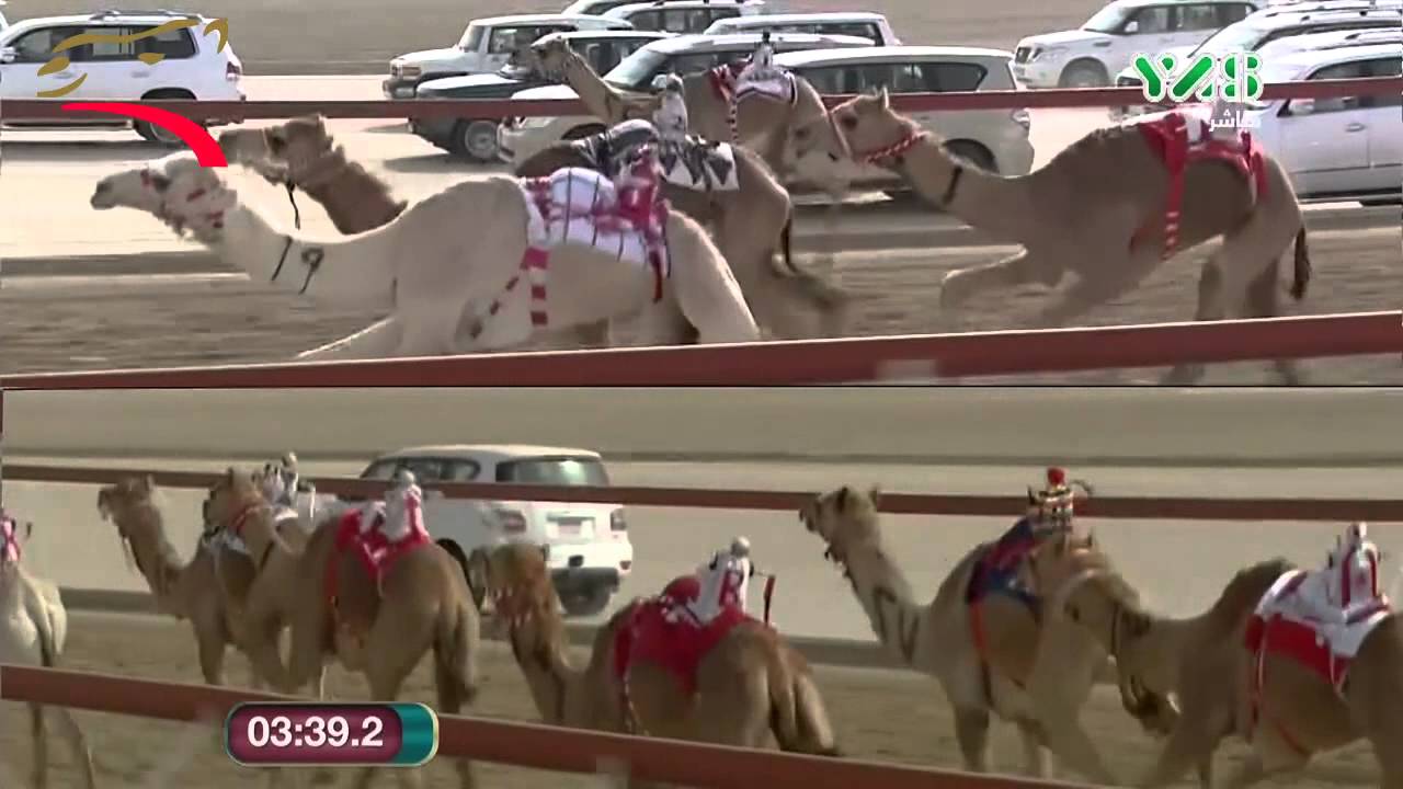 مهرجان قصر الحصن- حقاقة 4 ك- 9-3-2015 م- ش11 قوت لفهيد حسين فهيد اليامي ت:6:02:5