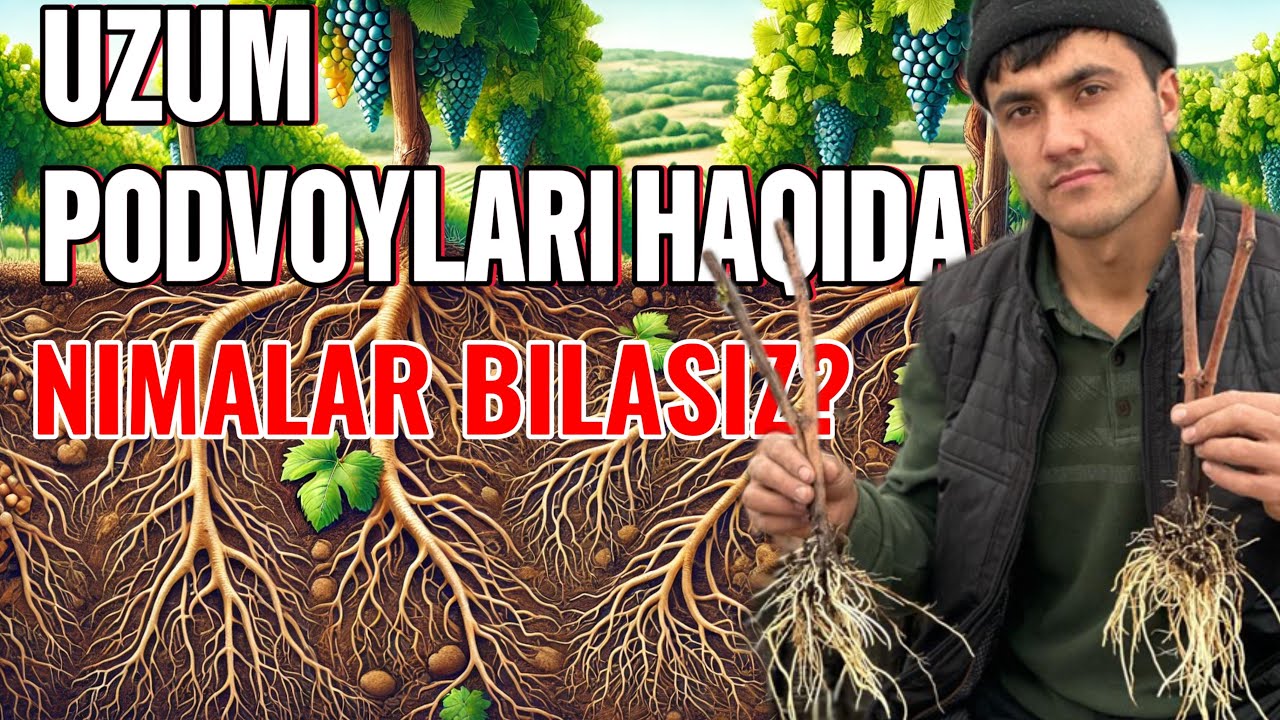 Узум пайвантагликлари Vitis rupestris, ramsey, kober 5 bb, Teleki