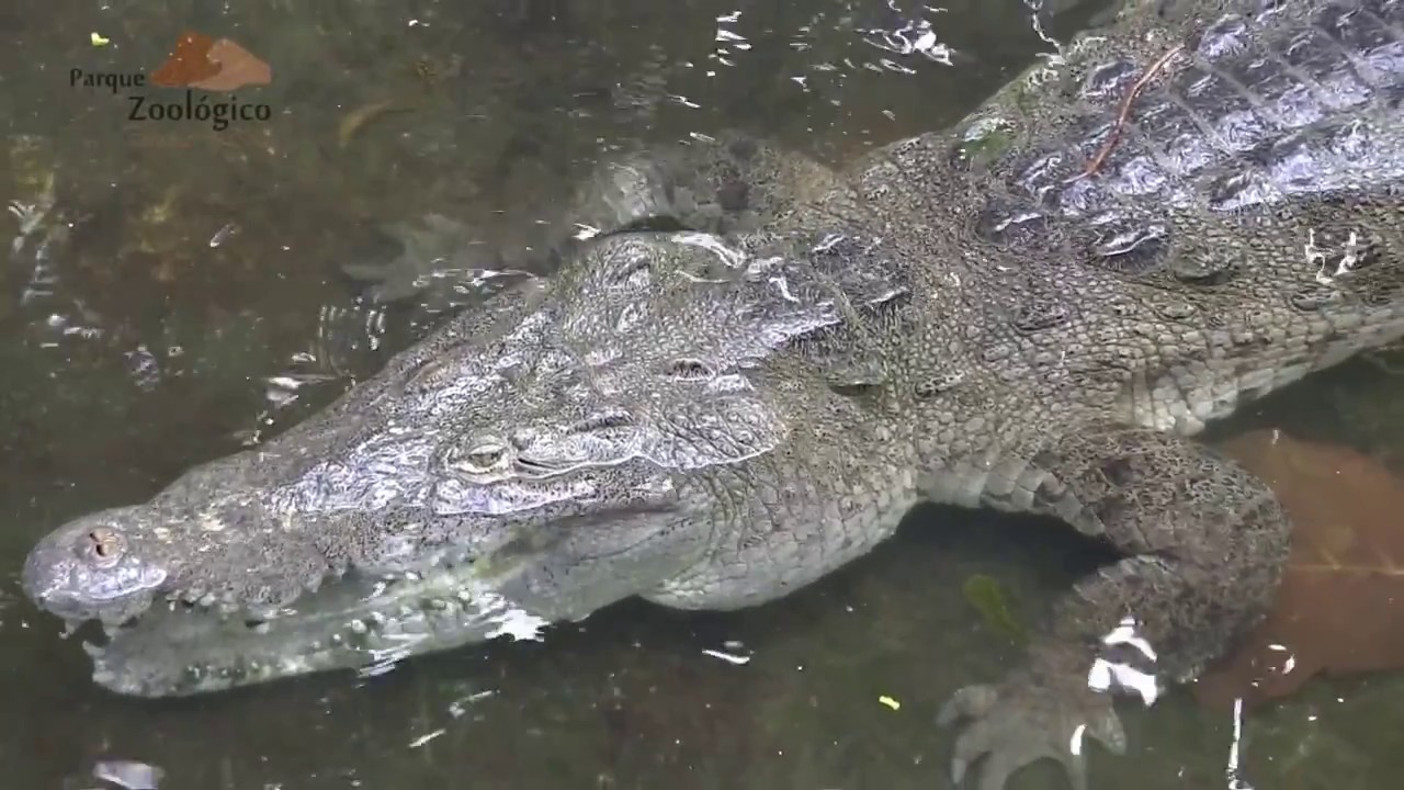 Documental Complejo Parque Zoologico, Santiago de Cuba