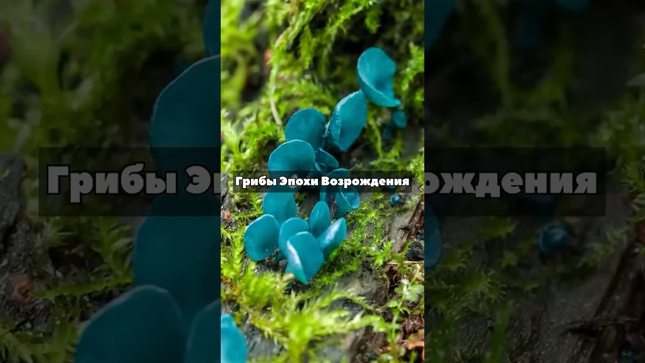 Грибы эпохи Возрождения!😱 из них делали шедевры!