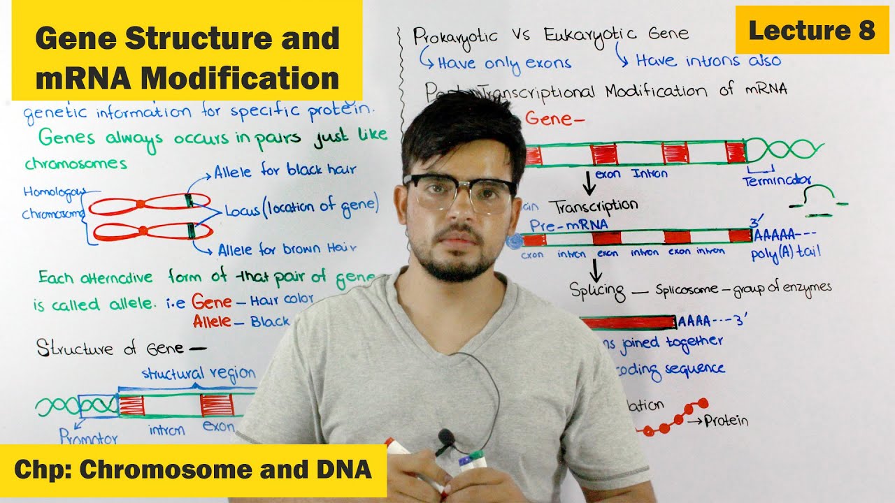 Gene Structure & Function | Post Transcriptional modification of mRNA | Lecture 8
