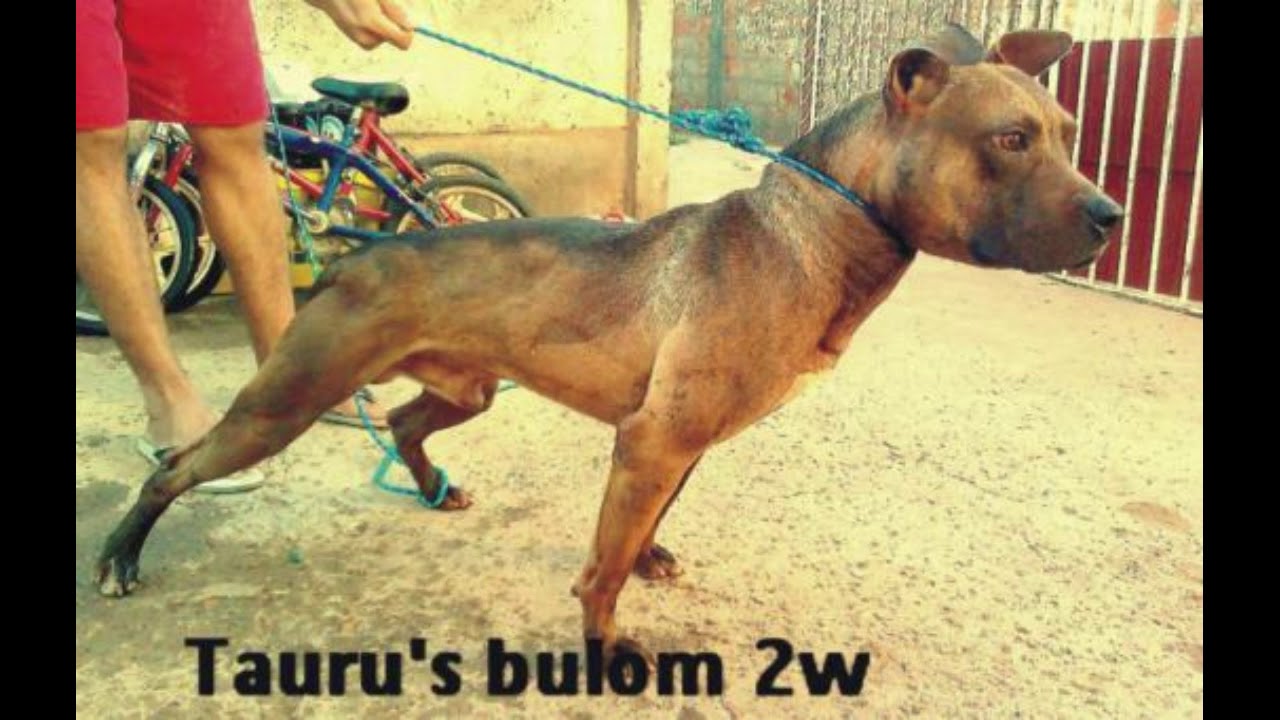 homenagem aos Bellons