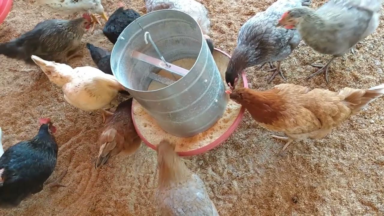 Produção de ovos: Uma realidade, não seja enganado! Embrapa 051, GLC, novogen, azur, carijó...