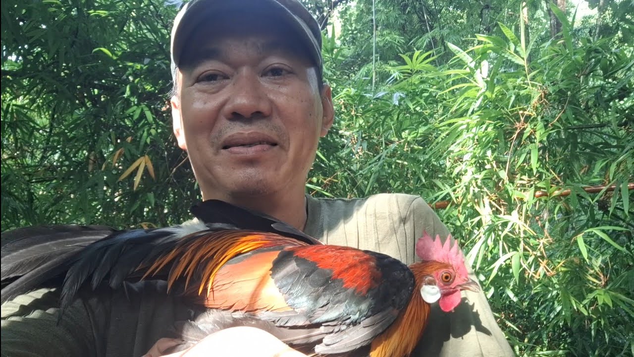 BẪY GÀ RỪNG,GÀ MÁI DỤ BỔI QUÁ ĐẲNG CẤP...