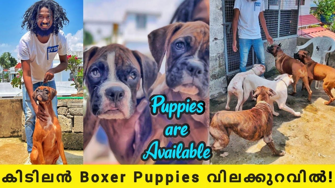 വിലക്കുറവിൽ അടിപൊളി Boxer Puppies ഇവിടെയുണ്ട്!Boxer Dog Malayalam | Boxer Dog Kenne l Dog Farming