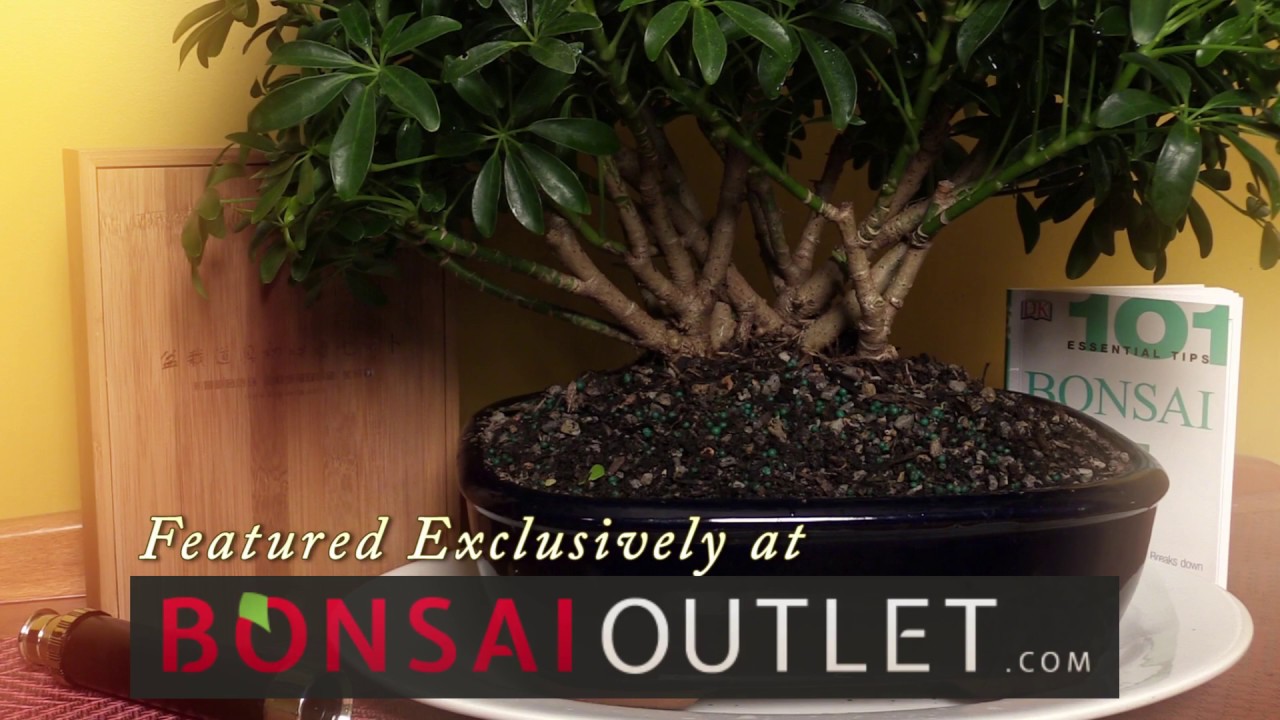 Bonsai Outlet &bull; Hawaiian Umbrella